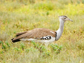 A Kori Bustard is walking in A Kori Bustard is walking in the Serengeti