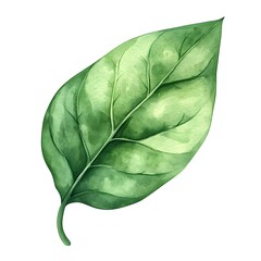 Detailed illustration of a vibrant green leaf.
