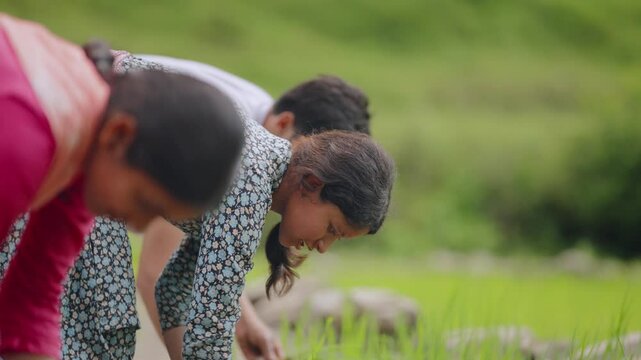 Indian female farmer planting rice saplings in muddy paddy field, smiling and looking into the camera during work, 4k video