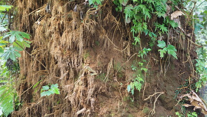 The roots of a large fallen tree trunk