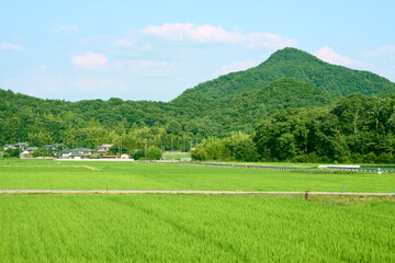 農村