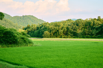 田園
