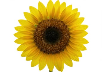 A bright yellow sunflower isolated on white background is in full bloom
