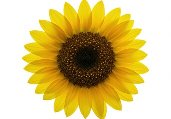 Fototapeta premium A bright yellow sunflower isolated on white background is in full bloom