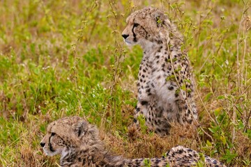 cheetahs in the grass in Serengeti