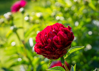 Close up Peony `Old Faithful`.  Paeonia Old Faithful in garden. Double red peony flower. Paeonia lactiflora (Chinese peony or common garden peony).