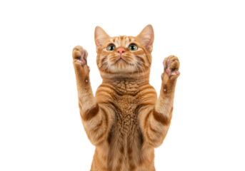 Ginger tabby cat with orange fur, dark stripes, vivid emerald green eyes, standing on hind legs, paws extended, against a transparent studio background with soft diffused lighting, playful