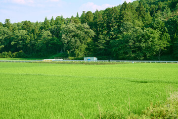 田園