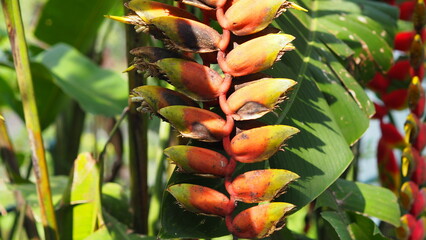 Heliconia chartacea or ornamental banana plant is a species of Heliconia native to tropical South...