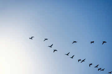 Flock of migratory geese flying in v formation on a blue sky