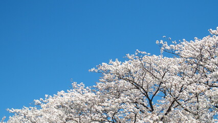 満開の桜と春の青空