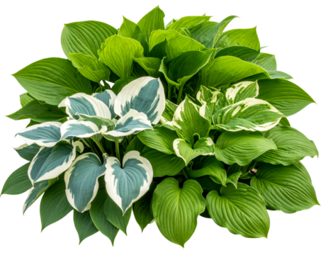 Hosta bed displaying a variety of leaf patterns and colors, from deep green to varieg 
