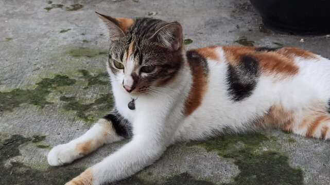 Adorable cat with unique fur colors and a cute face&mdash;perfect for pet lovers, photography, and bringing smiles on social media