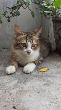 Adorable cat with unique fur colors and a cute face&mdash;perfect for pet lovers, photography, and bringing smiles on social media