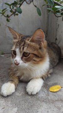 Adorable cat with unique fur colors and a cute face&mdash;perfect for pet lovers, photography, and bringing smiles on social media