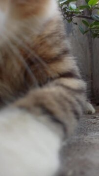 Adorable cat with unique fur colors and a cute face&mdash;perfect for pet lovers, photography, and bringing smiles on social media