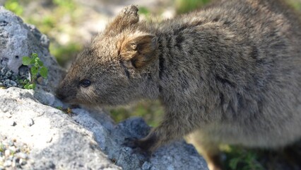 Adorable quokka on Rottnest Island posing for a close-up in natural habitat