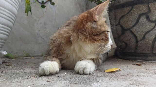 Adorable cat with unique fur colors and a cute face&mdash;perfect for pet lovers, photography, and bringing smiles on social media