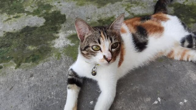 Adorable cat with unique fur colors and a cute face&mdash;perfect for pet lovers, photography, and bringing smiles on social media