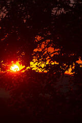 The beautiful sun is shining brightly through the trees at night time, creating a stunning view...