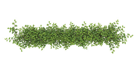 Obraz premium Lush green climbing plant foliage with vibrant small leaves and delicate thin branches, horizontally arranged as a full object, isolated on a pristine clean uniform white background with copy space,