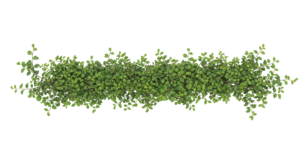 Lush green climbing plant foliage with vibrant small leaves and delicate thin branches, horizontally arranged as a full object, isolated on a pristine clean uniform white background with copy space,