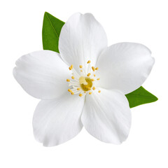 Pure and simple elegance, featuring a single white flower with a green leaf on a clean transparent background.
