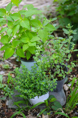 planting herbs in a kitchen garden