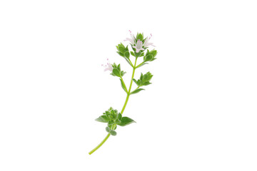 Naklejka premium marjoram flowers isolated on a white background