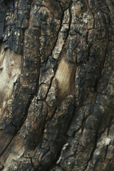 close up texture background of old damaged tree