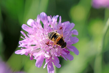 une abeille en plaine action de butiner
