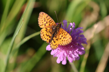 un papillon orange