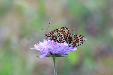 2 jolis papillons colorés sur une fleur mauve