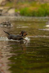 A lively dog is joyfully running through a beautiful river, happily carrying a stick in its mouth...