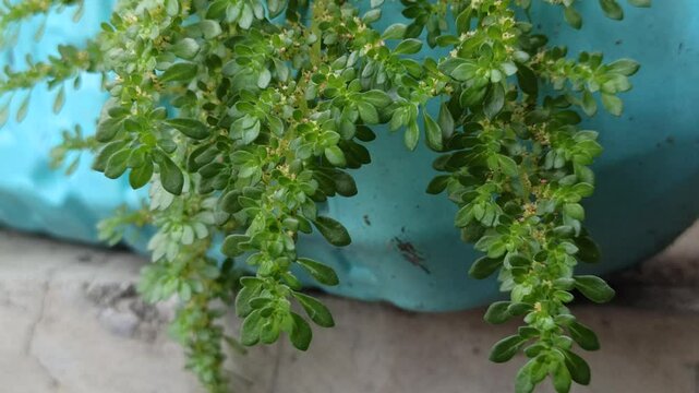 Pilea microphylla is a low-growing plant with tiny leaves and a moss-like look&mdash;perfect for ground cover or decorative pots