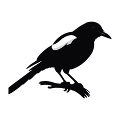 A silhouette of Moyna bird on white background