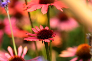 Garden Color Grid: Blossoms from Every Season