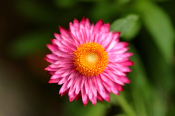 Obraz premium Garden Color Grid: Blossoms from Every Season