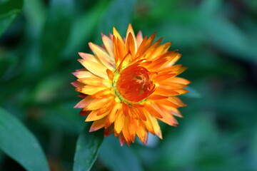 Garden Color Grid: Blossoms from Every Season