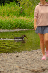 A woman is leisurely walking a dog in a flowing river, where the dog has a stick playfully held in...