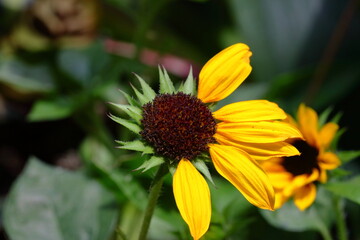 Garden Color Grid: Blossoms from Every Season