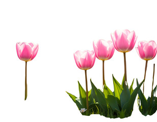 Pink Tulips Row 