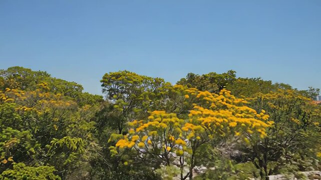 Yellow ipe trees blooming in a tropical forest under blue sky