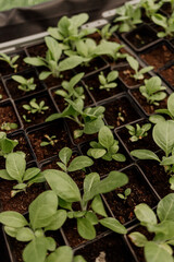 Seedlings in lush greenhouse garden with herbs