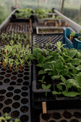 Seedlings in lush greenhouse garden with herbs