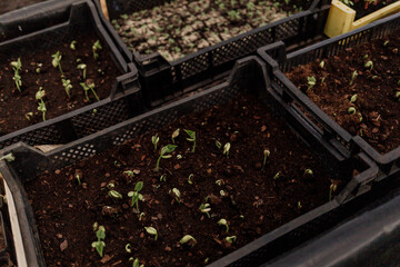 Seedlings in lush greenhouse garden with herbs