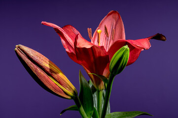 Vibrant Red Lilies and Buds on a Deep Purple Background