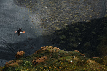 Colony of puffins nesting on a cliff in Iceland