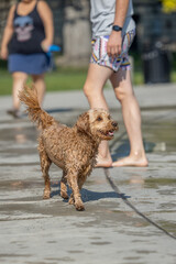 Wet doodle walking on sunny water park pavement near people