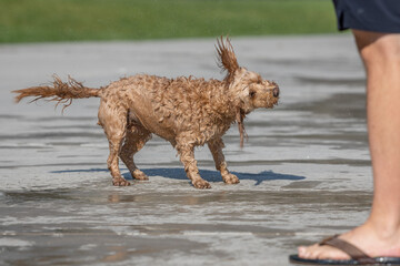Wet doodle dog shaking off water on sunny water park pavement